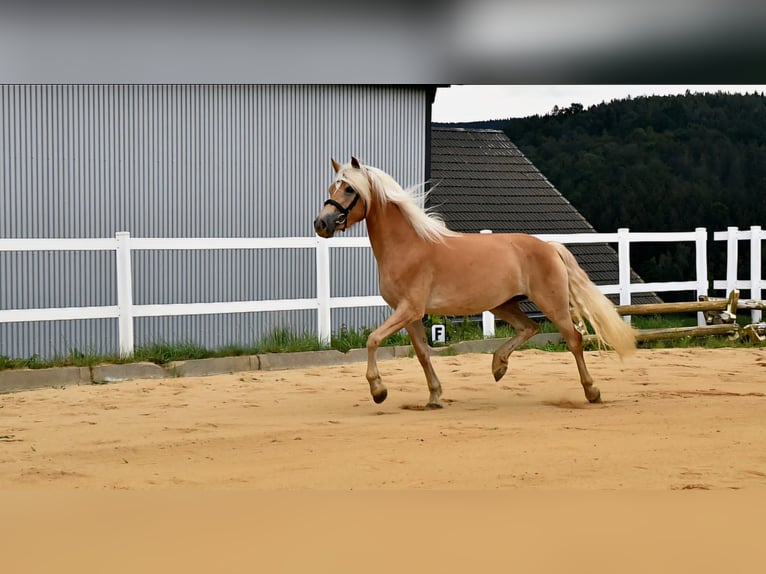 Haflinger Merrie 4 Jaar 152 cm in Breitenbrunn/Erzgebirge