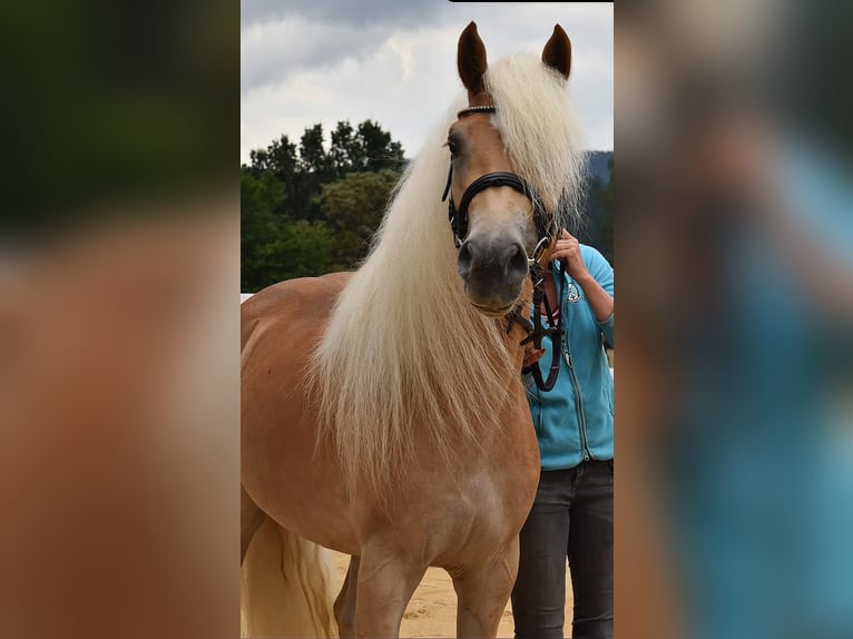 Haflinger Merrie 4 Jaar 152 cm in Breitenbrunn/Erzgebirge