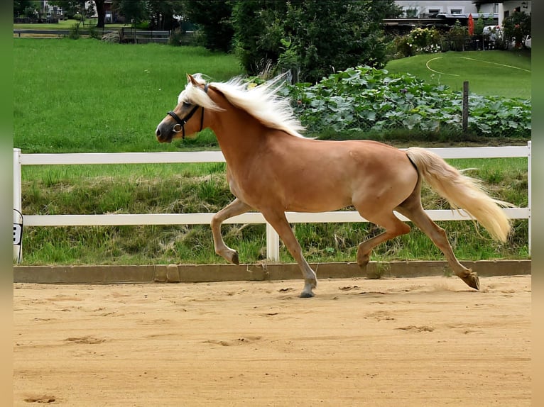 Haflinger Merrie 4 Jaar 152 cm in Breitenbrunn/Erzgebirge