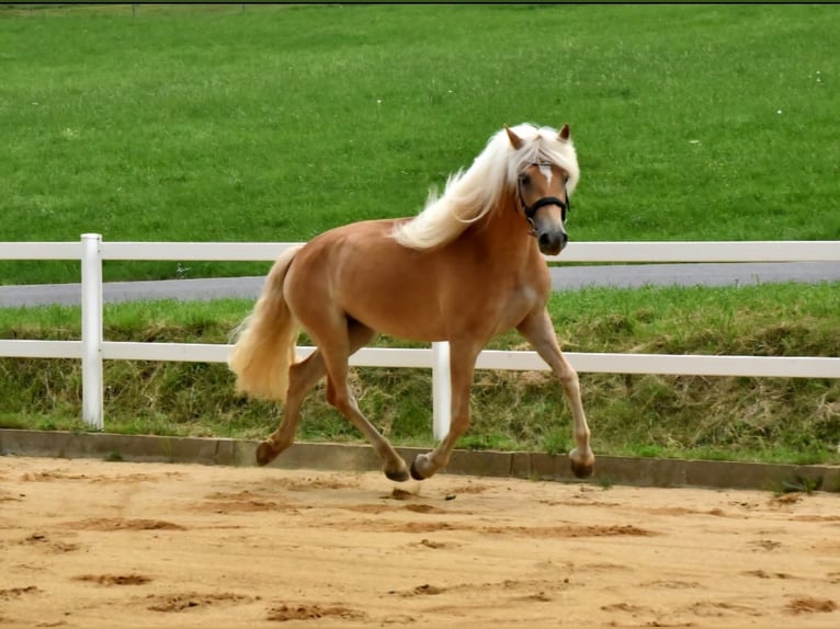 Haflinger Merrie 4 Jaar 152 cm in Breitenbrunn/Erzgebirge