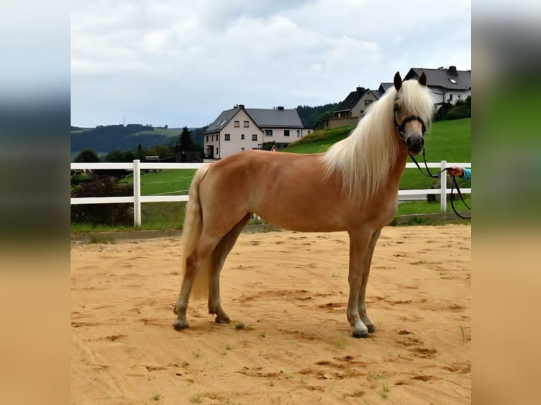 Haflinger Merrie 4 Jaar 152 cm in Breitenbrunn/Erzgebirge