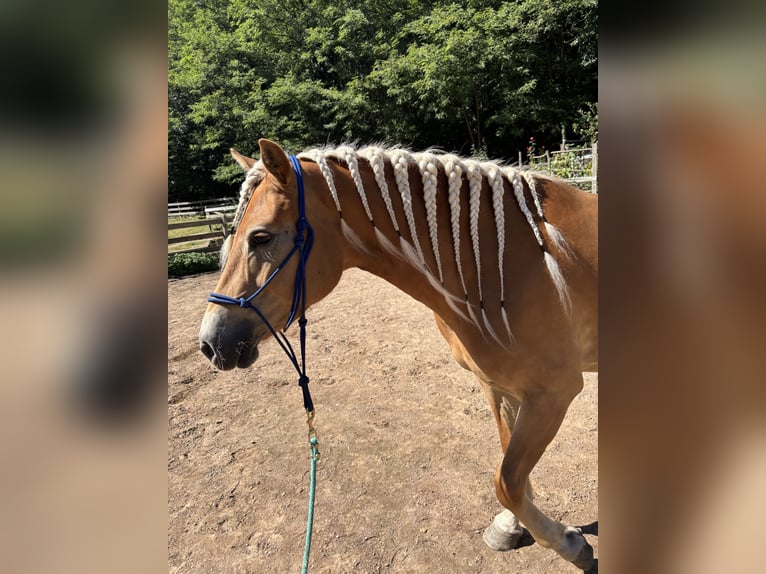 Haflinger Merrie 4 Jaar 152 cm Palomino in Mezzolombardo