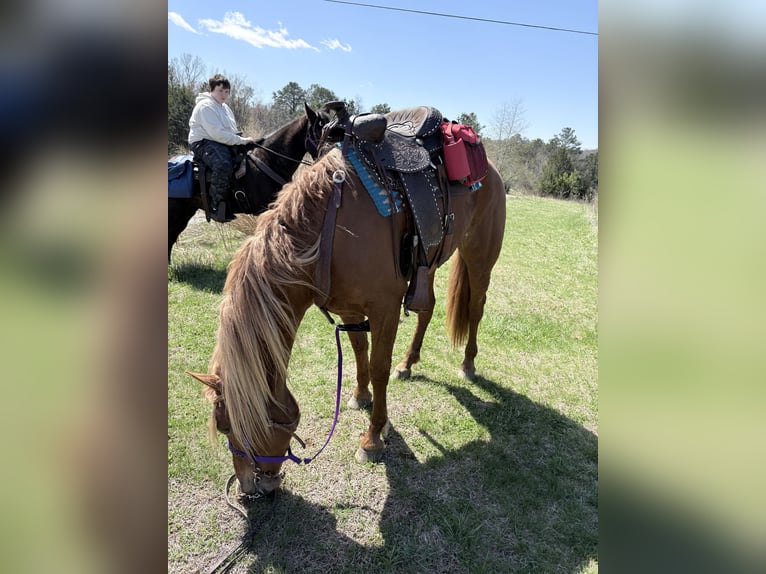 Haflinger Mix Merrie 4 Jaar 152 cm Roodvos in Augusta