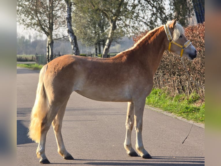 Haflinger Merrie 4 Jaar 153 cm Palomino in Someren