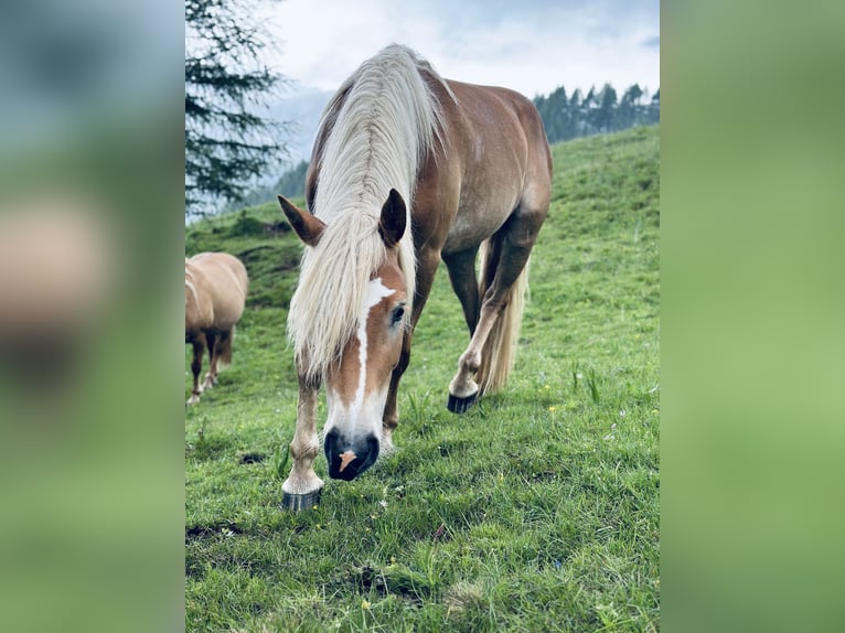 Haflinger Merrie 4 Jaar 153 cm in Jenesien