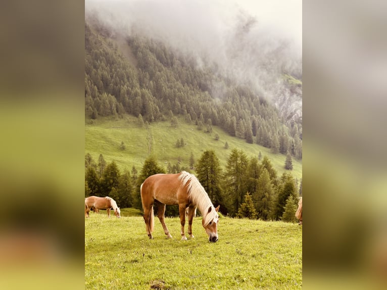 Haflinger Merrie 4 Jaar 153 cm in Jenesien