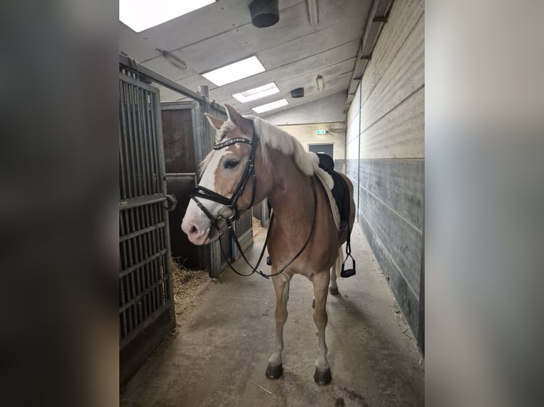 Haflinger Merrie 4 Jaar 155 cm Vos in Ouddorp