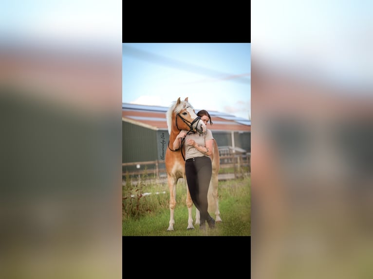 Haflinger Merrie 4 Jaar 155 cm Vos in Ouddorp