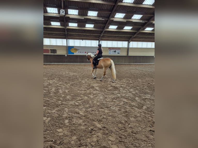 Haflinger Merrie 4 Jaar 155 cm Vos in Ouddorp