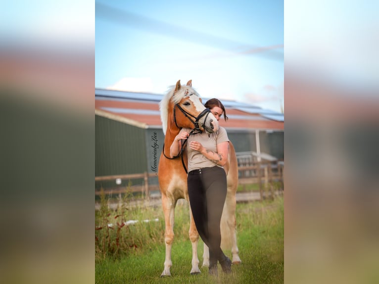 Haflinger Merrie 4 Jaar 155 cm Vos in Ouddorp