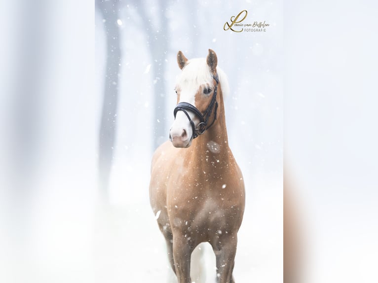 Haflinger Merrie 4 Jaar 155 cm Vos in Ouddorp