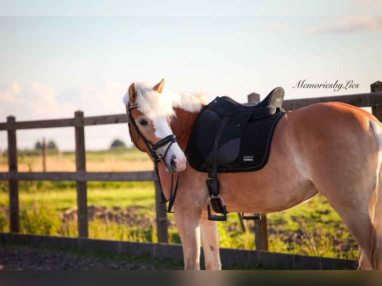 Haflinger Merrie 4 Jaar 155 cm Vos in Ouddorp