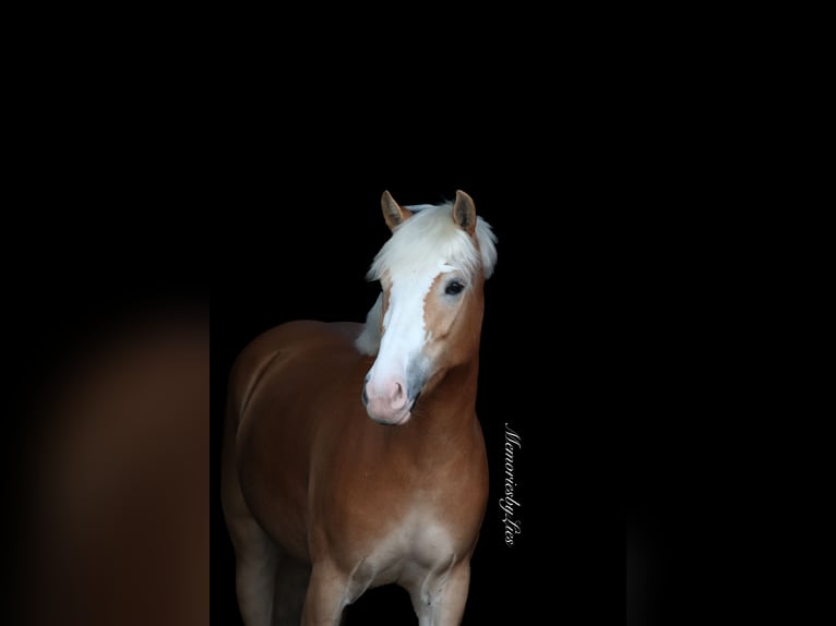 Haflinger Merrie 4 Jaar 155 cm Vos in Ouddorp