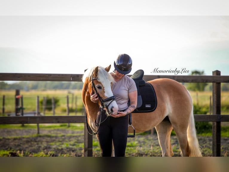 Haflinger Merrie 4 Jaar 155 cm Vos in Ouddorp