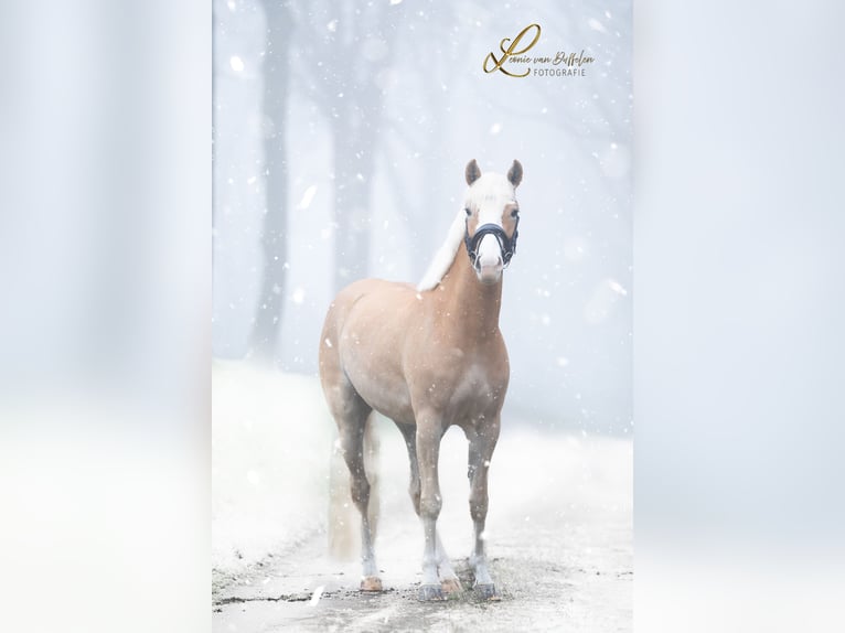 Haflinger Merrie 4 Jaar 155 cm Vos in Ouddorp
