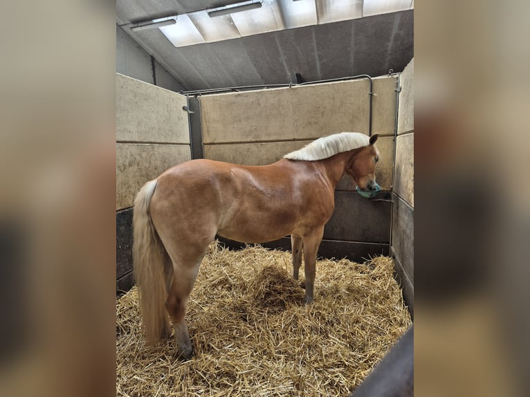 Haflinger Merrie 4 Jaar 155 cm Vos in Ouddorp
