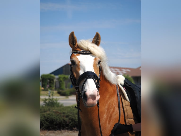 Haflinger Merrie 4 Jaar 155 cm Vos in Ouddorp