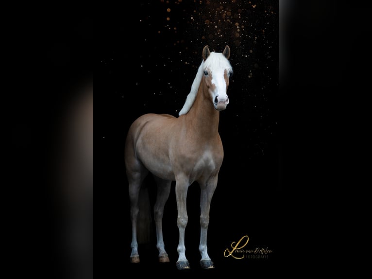 Haflinger Merrie 4 Jaar 155 cm Vos in Ouddorp