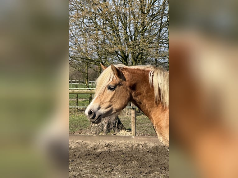 Haflinger Merrie 4 Jaar 156 cm Vos in Drensteinfurt