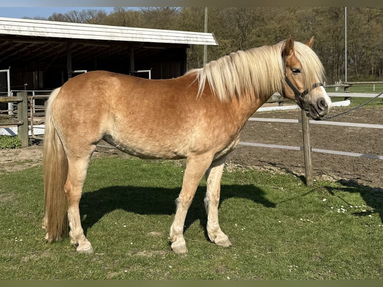 Haflinger Merrie 4 Jaar 156 cm Vos in Drensteinfurt