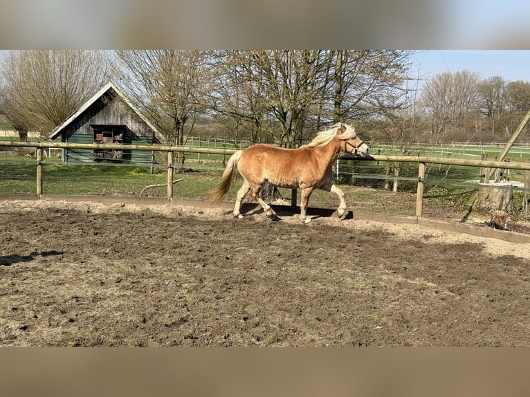 Haflinger Merrie 4 Jaar 156 cm Vos in Drensteinfurt