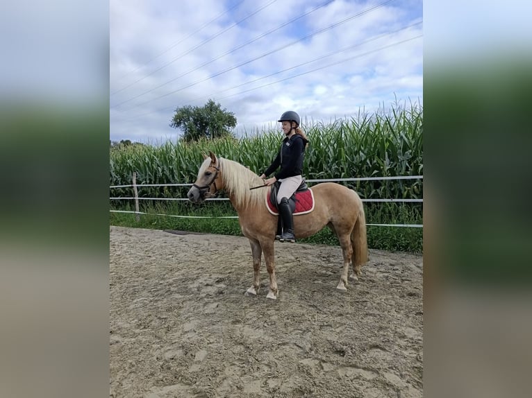 Haflinger Merrie 4 Jaar  in Biburg, Gemeinde Gars am Inn