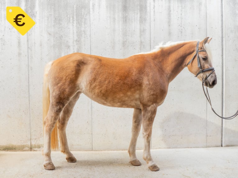 Haflinger Merrie 4 Jaar in Jenesien