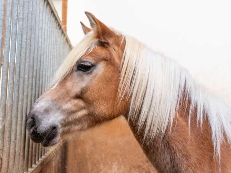 Haflinger Merrie 4 Jaar in Jenesien