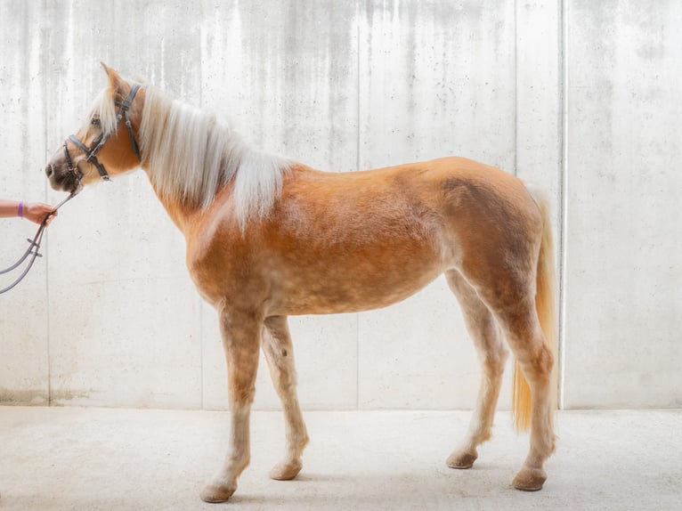 Haflinger Merrie 4 Jaar in Jenesien