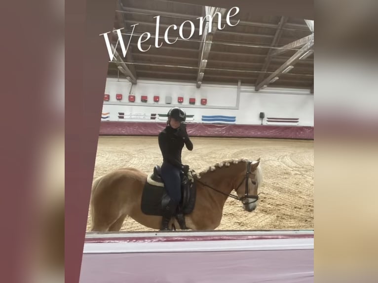 Haflinger Merrie 4 Jaar Vos in Moosinning