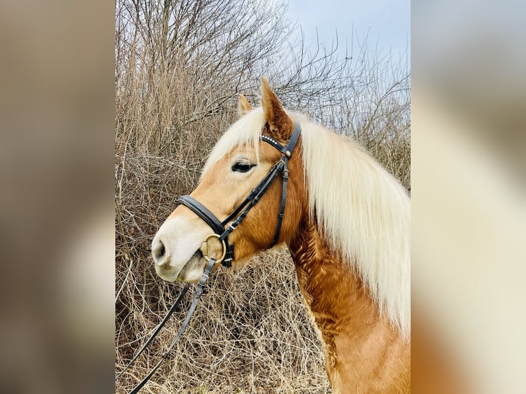 Haflinger Merrie 4 Jaar Vos in Moosinning