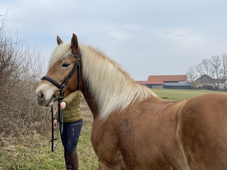 Haflinger Merrie 4 Jaar Vos in Moosinning