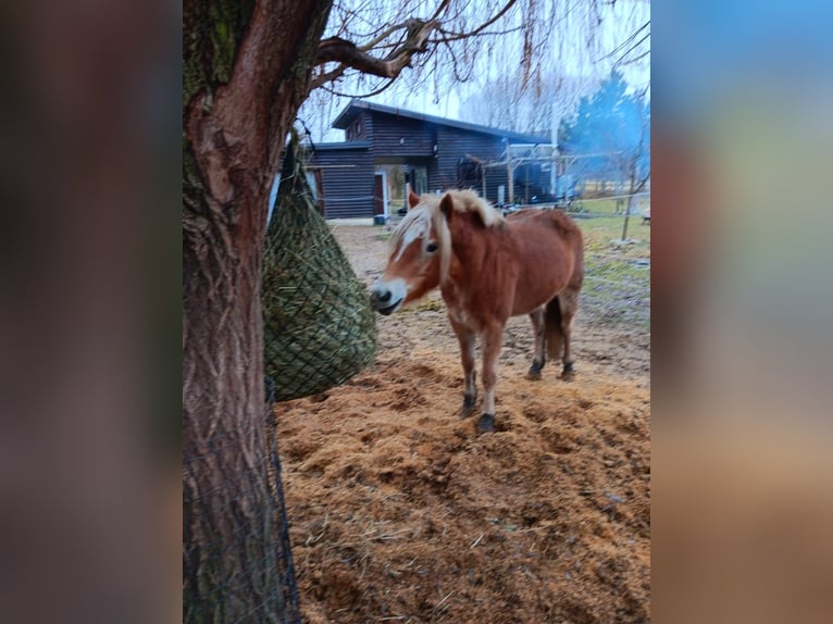Haflinger Merrie 4 Jaar Vos in Mattersburg