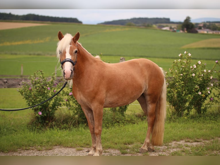 Haflinger Merrie 4 Jaar Vos in Rametzhofen