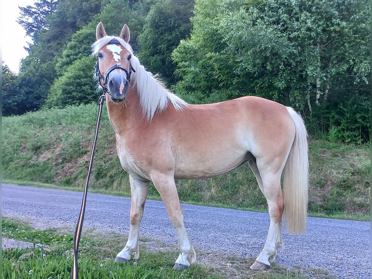 Haflinger Merrie 5 Jaar 139 cm Vos in Jabreilles les Bordes