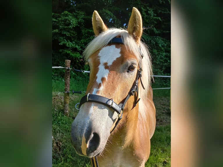 Haflinger Merrie 5 Jaar 139 cm Vos in Jabreilles les Bordes