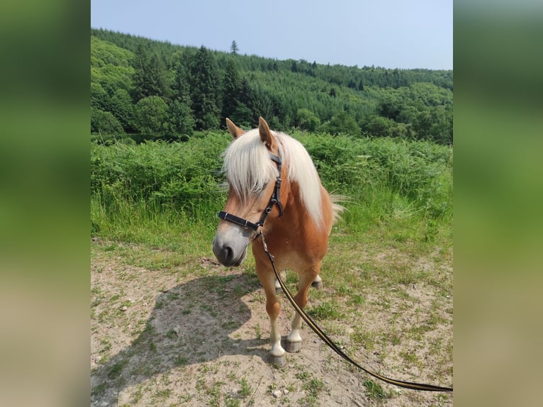 Haflinger Merrie 5 Jaar 140 cm Vos in Jabreilles les Bordes