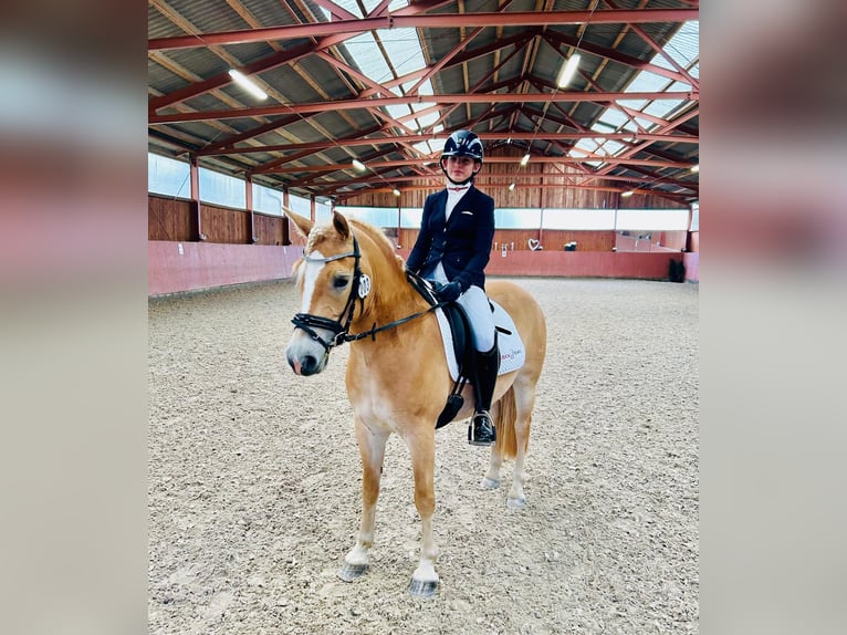 Haflinger Merrie 5 Jaar 145 cm Palomino in Karlsbad