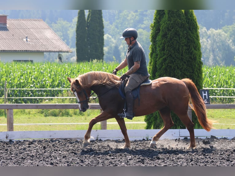 Haflinger Merrie 5 Jaar 145 cm Vos in St Marein bei Graz