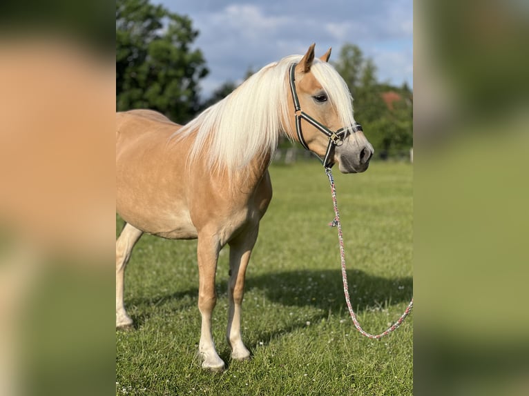 Haflinger Merrie 5 Jaar 145 cm Vos in Groß Twülpstedt