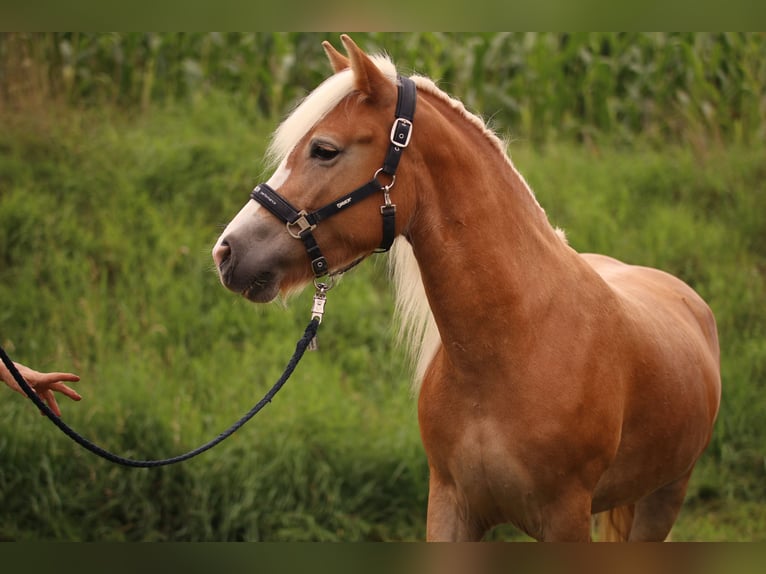 Haflinger Merrie 5 Jaar 145 cm Vos in Rametzhofen