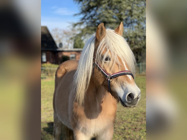 Haflinger Merrie 5 Jaar 146 cm Vos in Seedorf