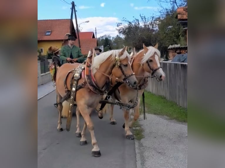 Haflinger Merrie 5 Jaar 147 cm Vos in Leutschach