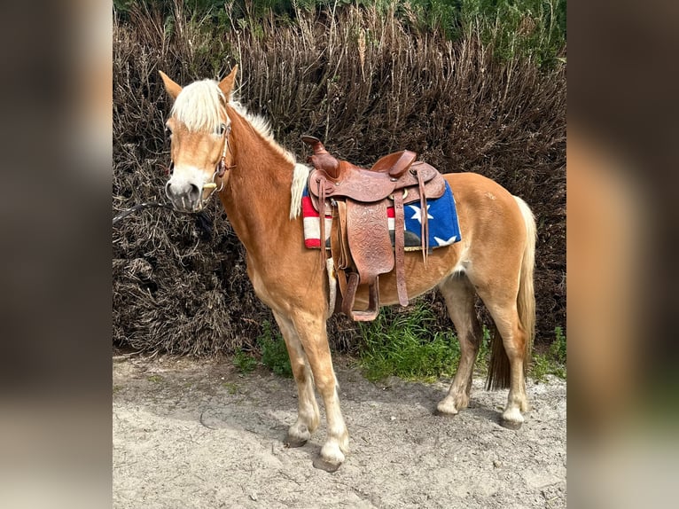 Haflinger Merrie 5 Jaar 147 cm Vos in Bornem