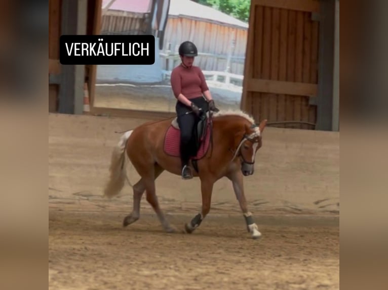Haflinger Merrie 5 Jaar 147 cm Vos in Ebreichsdorf