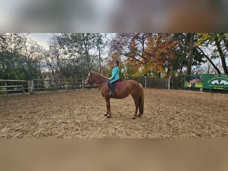 Haflinger Mix Merrie 5 Jaar 148 cm Vos in M&#xFC;nchen