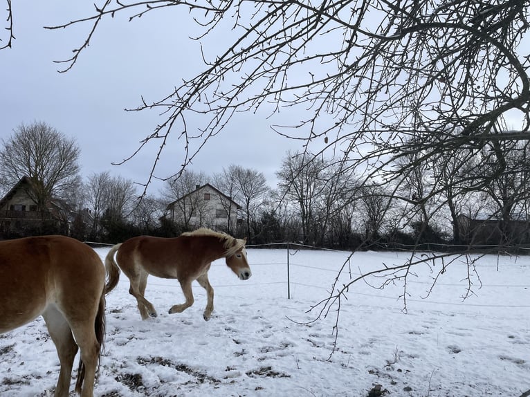 Haflinger Merrie 5 Jaar 149 cm Vos in Thalmässing