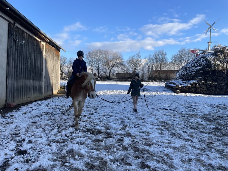 Haflinger Merrie 5 Jaar 149 cm Vos in Thalmässing