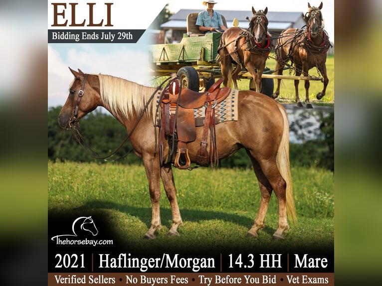Haflinger Mix Merrie 5 Jaar 150 cm Palomino in Somerset, KY