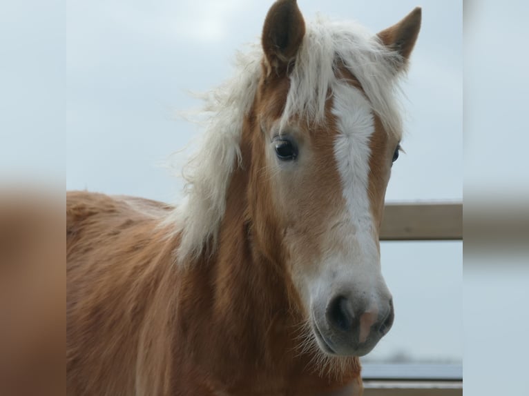 Haflinger Merrie 5 Jaar 150 cm in Doezum